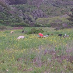 GirlsWildCat 089 : GirlsWildCat